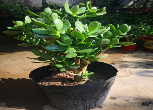 如何养玉树长成老树桩更快速