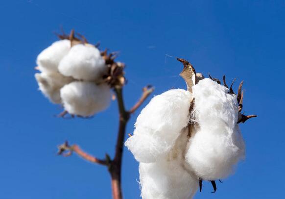 2023年至2023年棉花预计价格