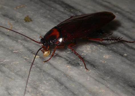 家里发现一只蟑螂怎么办