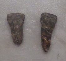 北京元谋人是什么人种