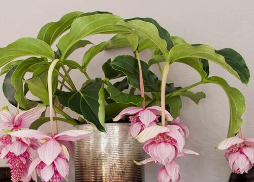 如何养护宝莲灯避免黄叶