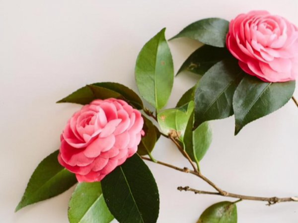 双子男开始动情的细节