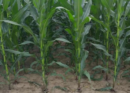 玉米播种前还是播种后浇水