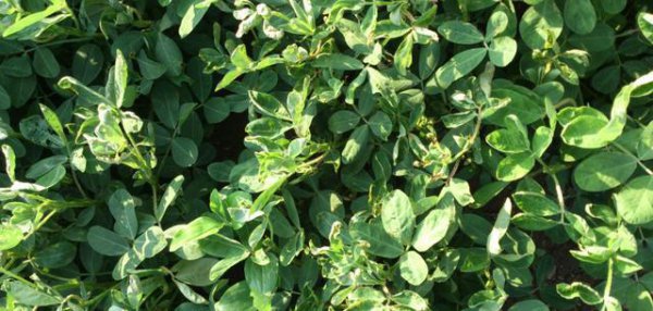 花生叶卷起是什么原因