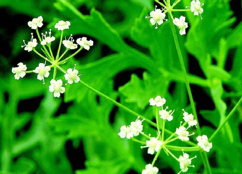 防风亩产量多少斤