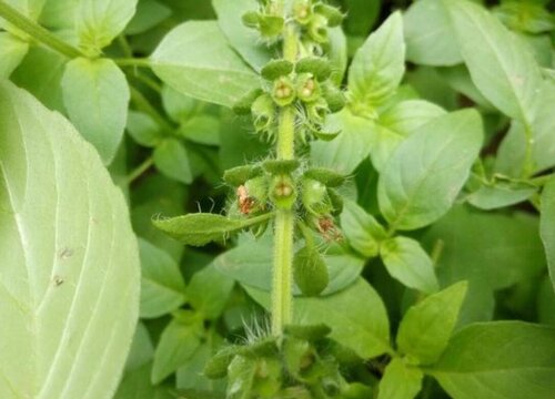 荆芥一年四季都能种吗