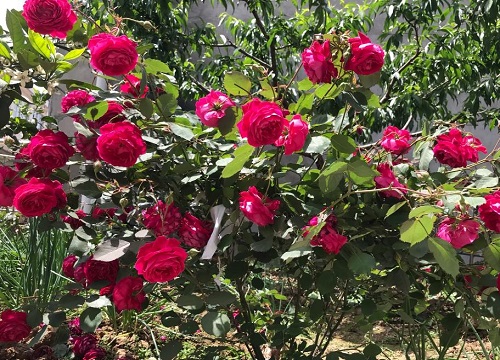 怎样让月季花长出更多的枝条