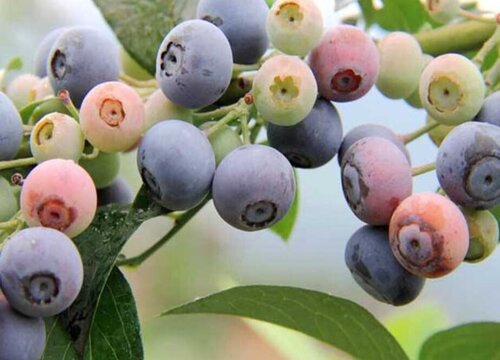 蓝莓什么品种最好吃最甜营养价值高