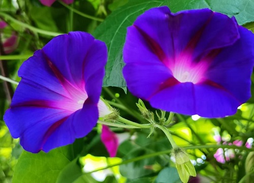 代表不放弃的花