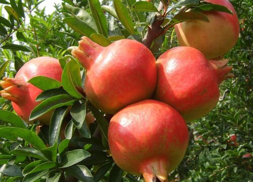 水果树苗有哪些新品种