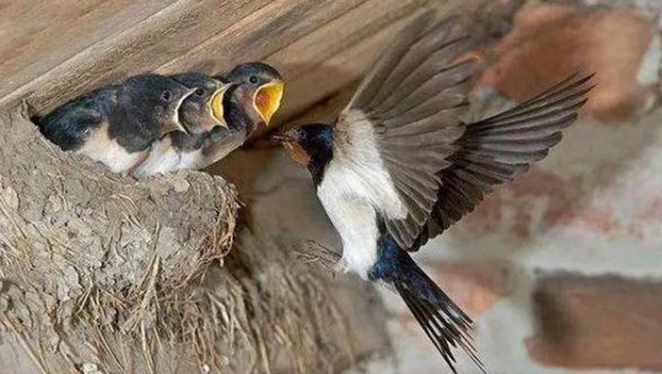 家有燕子窝的注意哪些问题