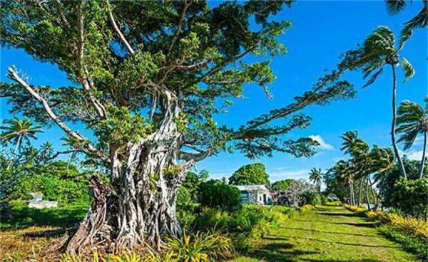 汤加是哪个国家