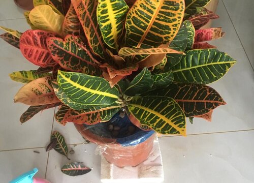 变叶木的养殖方法和注意事项有哪些