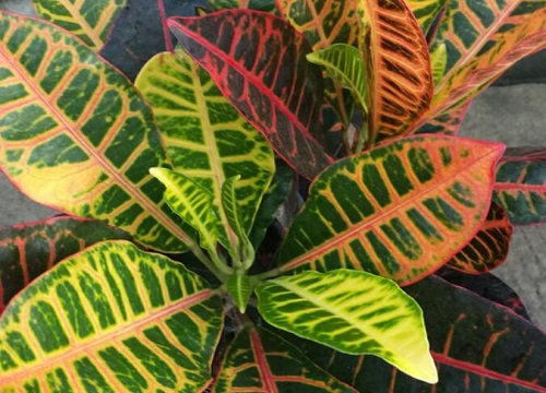 变叶木的养殖方法和注意事项有哪些