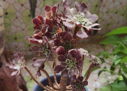 法师什么时间浇水好