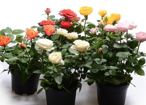 小玫瑰花好养吗