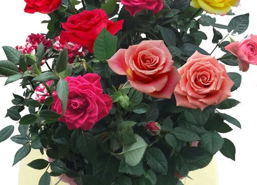 小玫瑰花好养吗