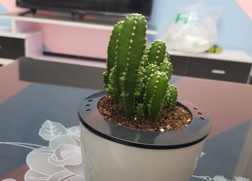 夏季如何养多肉避免滋生病虫害