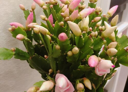 蟹爪兰怎样养护才能保蕾