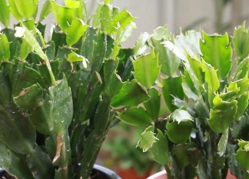 蟹爪兰可以用缓释肥吗