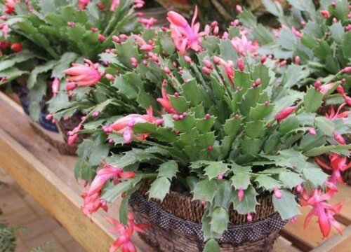 蟹爪兰可以用缓释肥吗