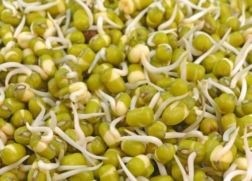 水培绿豆的方法与步骤