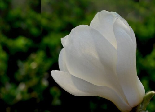 白玉兰怎么过冬天