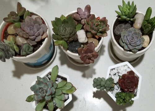 露养多肉需要注意什么越夏更轻松