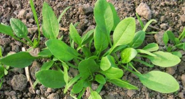 菠菜出苗后不长齐的原因