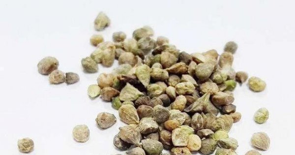 菠菜出苗后不长齐的原因