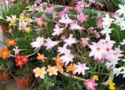 风雨兰几月份种植最好