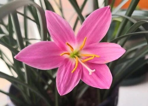 风雨兰几月份种植最好