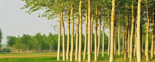 冬天杨树怎么种植