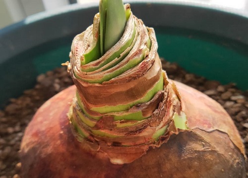 朱顶红12月份剪叶子吗