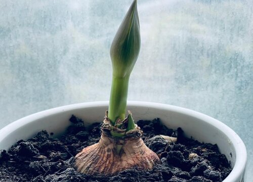 朱顶红12月份剪叶子吗