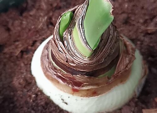 朱顶红12月份剪叶子吗