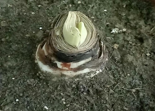 朱顶红12月份剪叶子吗