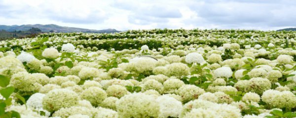 贝拉安娜什么季节修剪