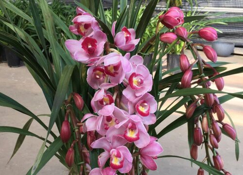 6月兰花追肥有哪些注意事项