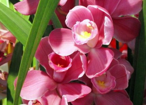 6月兰花追肥有哪些注意事项