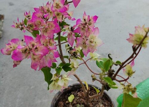 三角梅开花越来越少的常见原因