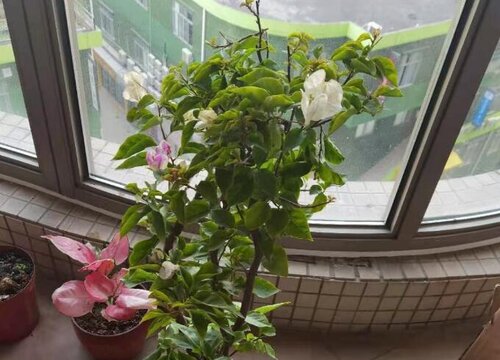 三角梅开花越来越少的常见原因