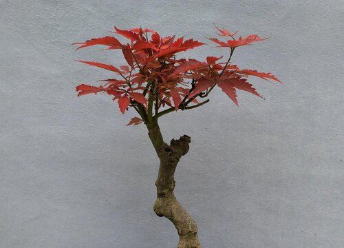 日本红枫怎么修剪方法