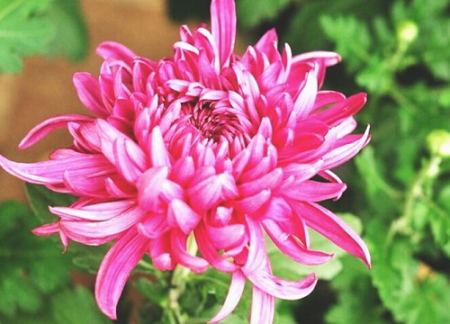 菊花可以浇啤酒吗