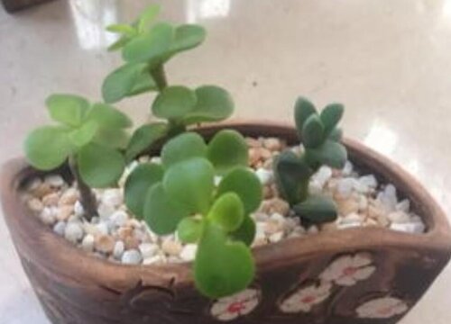 扦插的金枝玉叶如何养护叶片肥厚