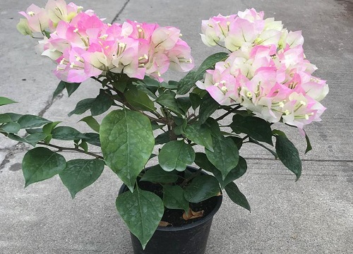 广红樱三角梅勤花吗