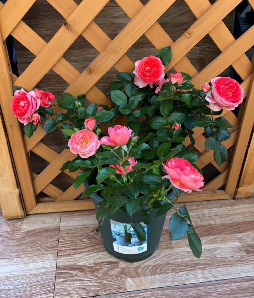 红果汁月季优缺点简介