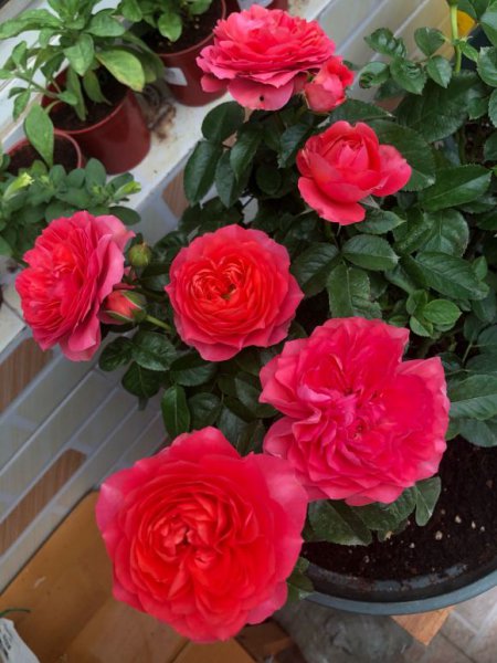 红果汁月季优缺点简介