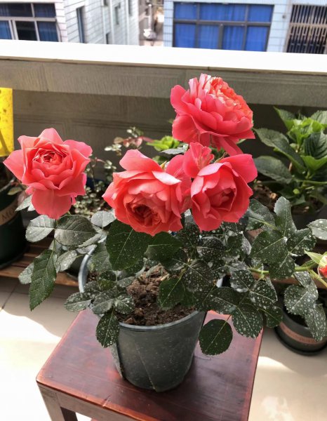 红果汁月季优缺点简介