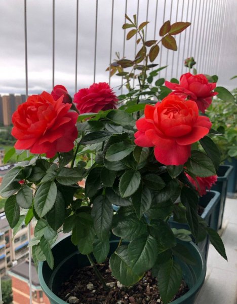 红果汁月季优缺点简介